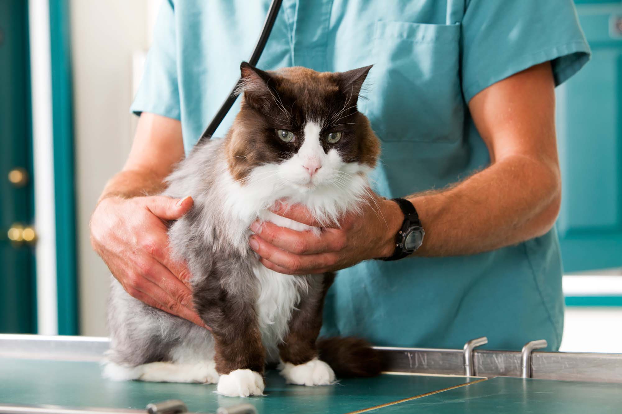 Veterinary hospital moment