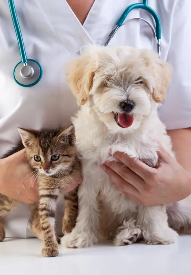 Wellness & Preventive Care